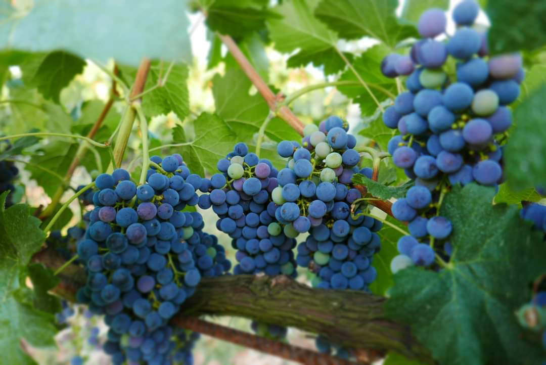 Azienda-Vinicola-Nina-Trinca-carosello-5