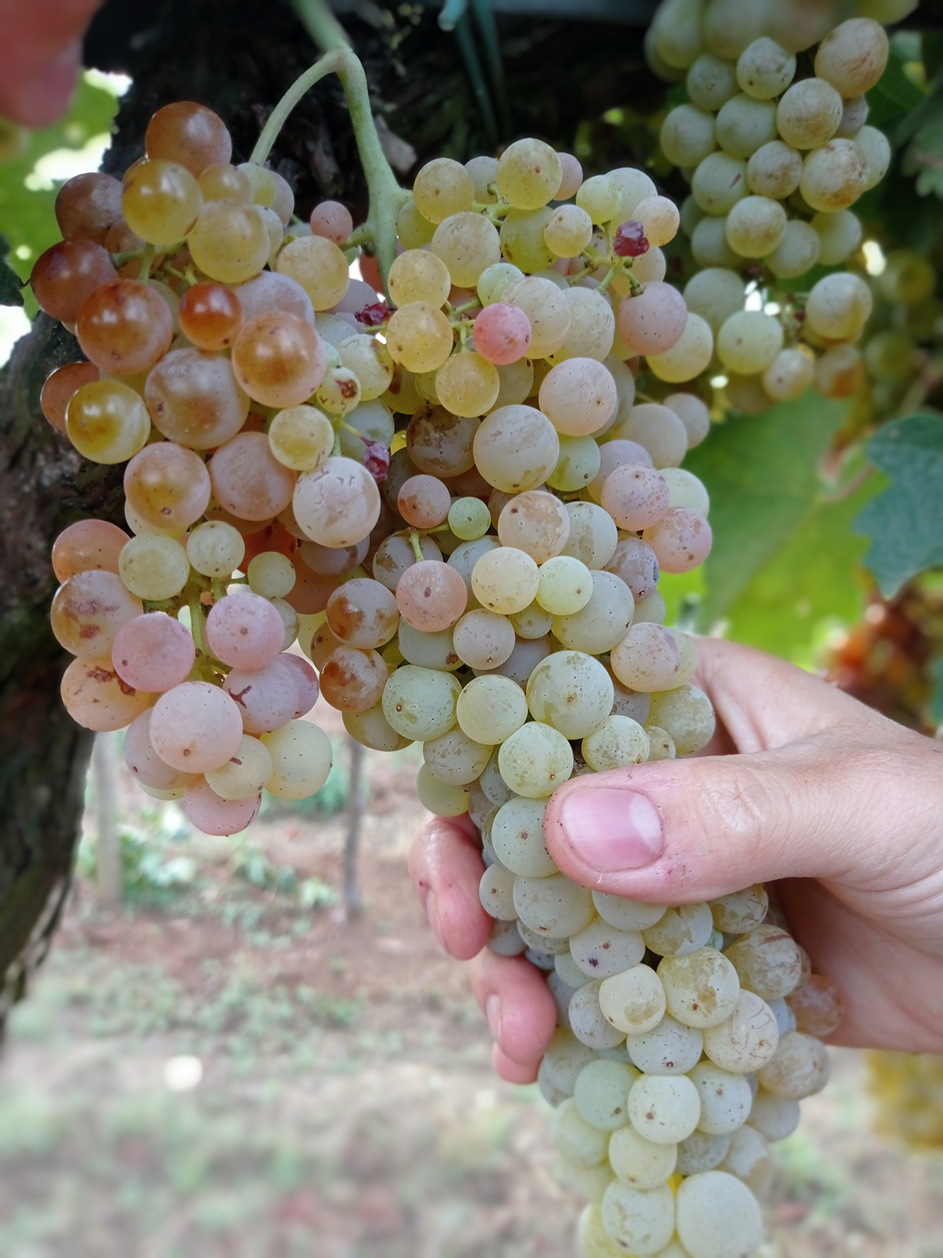 Azienda-Vinicola-Nina-Trinca-carosello-8