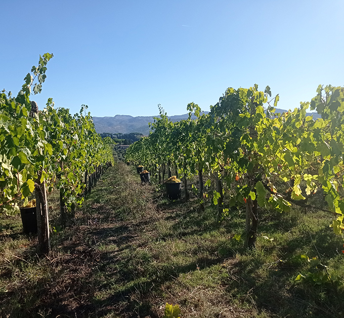 Azienda-Vinicola-Nina-Trinca-scritta