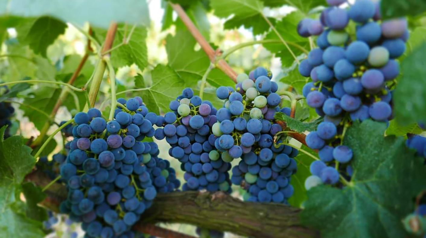 Azienda-Vinicola-Nina-Trinca-territorio-3