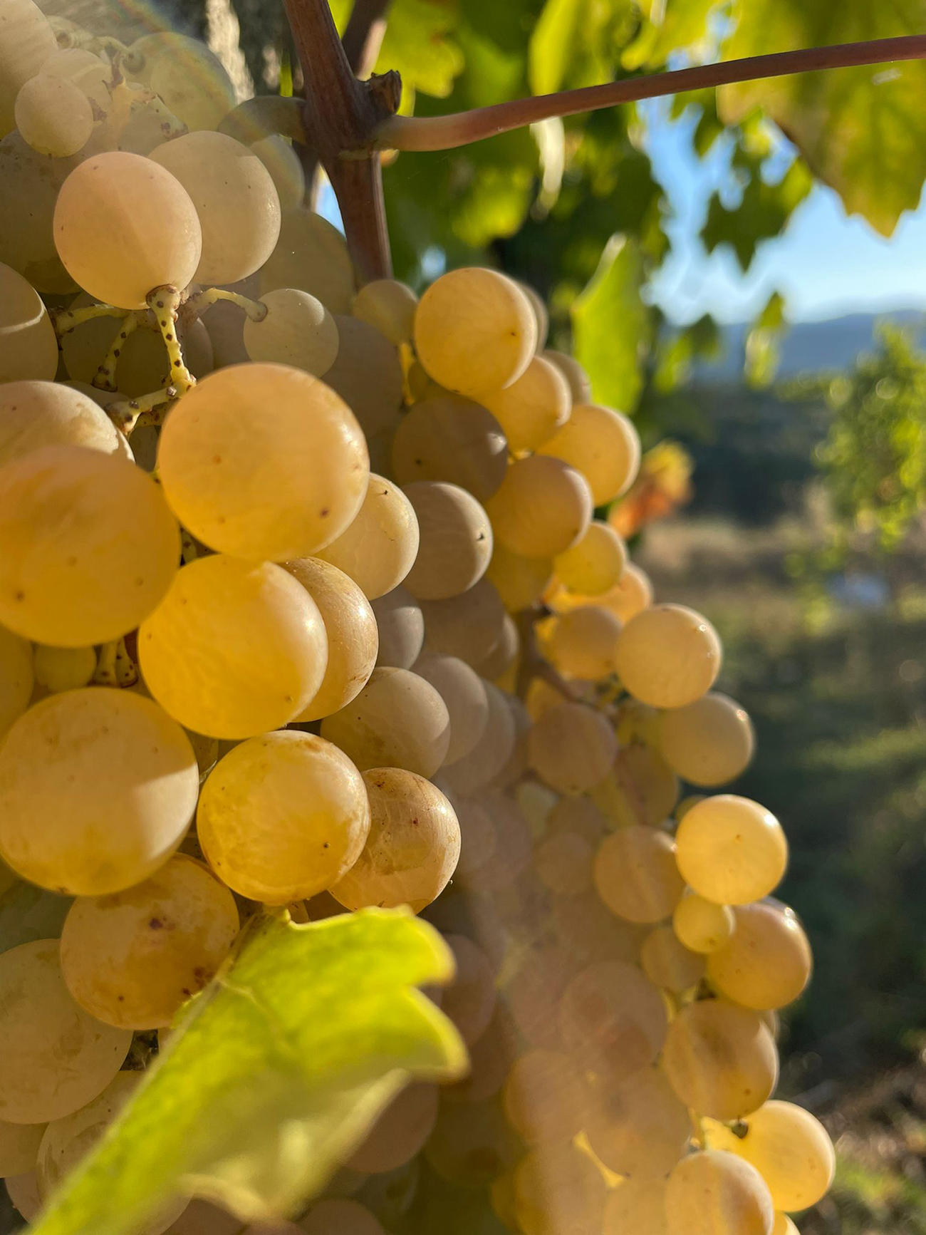 Malvasia Puntinata - Giairo Roma DOC Bianco Bio - Azienda Biologica Nina Trinca