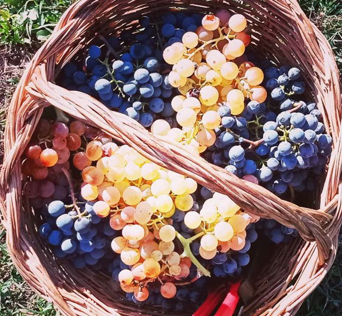 wines_2