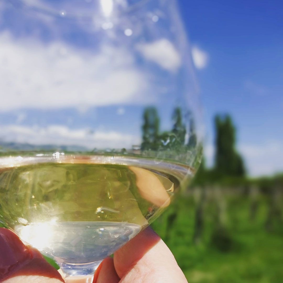 Scopri come poter acquistare il nostro vino - Azienda Biologica Nina Trinca Zagarolo