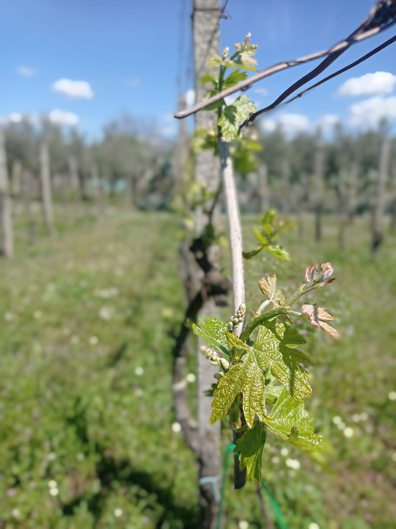 Azienda Agricola Nina Trinca - Degustazioni e Vendita Vini Zagarolo