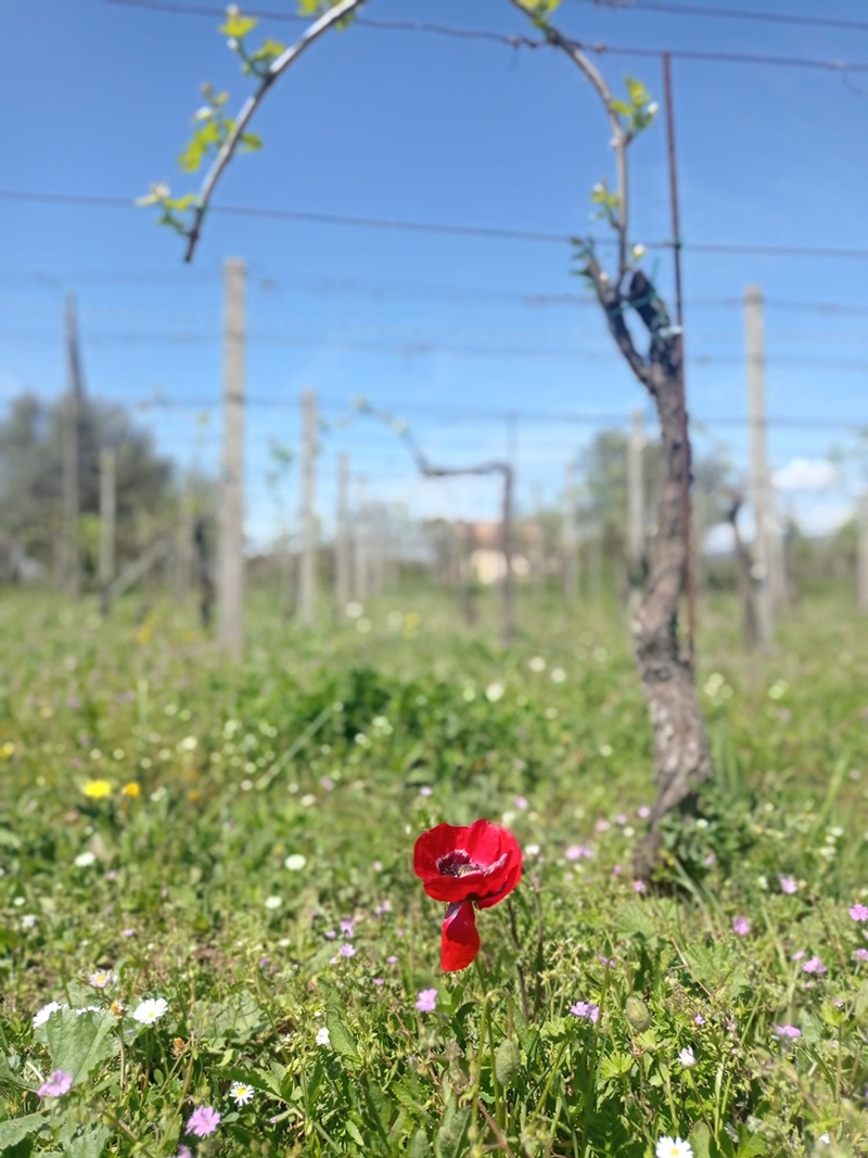 Azienda Agricola Nina Trinca - Degustazione e Vini Biologici Zagarolo